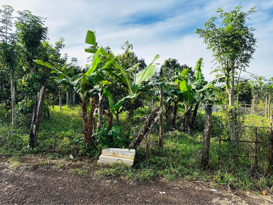 Đất nền liền kề Nguyễn Trung Trực, phường Hội Phú, 115m² chỉ 1 tỷ - Đầu tư sinh lời!