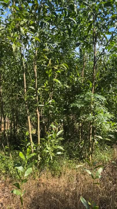 Đất nền Long Sơn Thái Hòa 36,000m² giá thỏa thuận - Cơ hội đầu tư hấp dẫn!