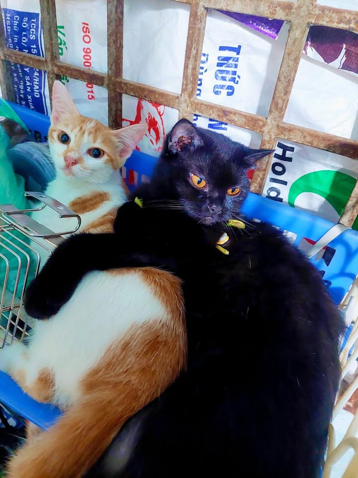 Nhà mặt tiền đường Vĩnh Tân, Vĩnh Cửu 231m² giá 1.2 tỷ - Sổ đỏ chính chủ