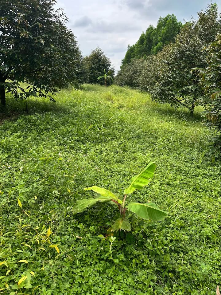 Đất vườn Hưng Lộc Thống Nhất 2200m² giá 2.05 tỷ - Sổ đỏ chính chủ!