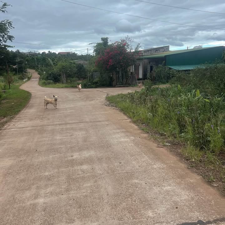 Đất nông nghiệp Thôn 5, Ea Khanh 6200m² giá 1.4 tỷ - Pháp lý rõ ràng, đầu tư sinh lời!