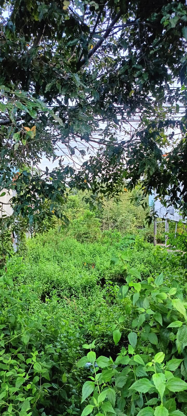 Đất nền mặt tiền đường 955A, Châu Đốc, An Giang 118m² - Giá chỉ 905 triệu!