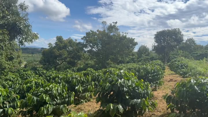 Đất thổ cư 1 sào tại Tân Hà 3600m² giá 1.1 tỷ - Mặt tiền 20m, thương lượng tốt!