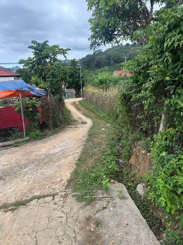 Đất nương cà phê 2.434,7m² Chiềng Ngần - Giá đầu tư chỉ vài trăm triệu!