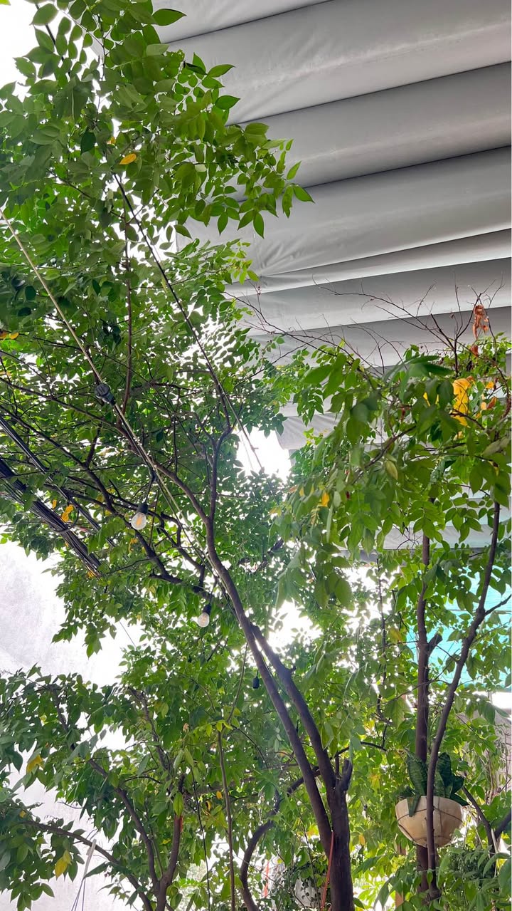 Quán cà phê sân vườn máy lạnh 320m² tại Tân Phú - Sang gấp, giá tốt!