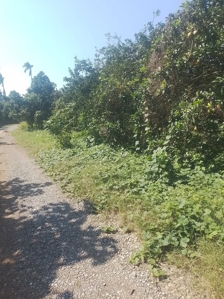 Đất nền góc An Nghĩa 8.686m² giá 8.686 tỷ - Tiềm năng tăng giá mạnh mẽ!