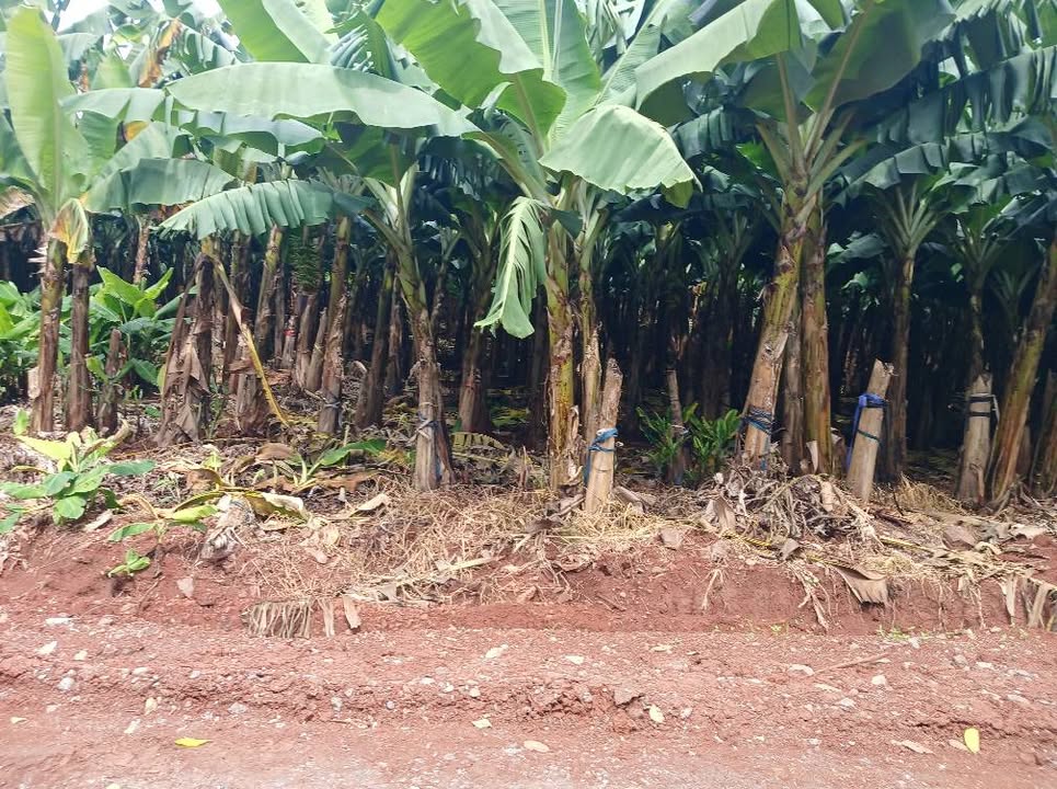 Đất nền xã Quảng Thành, Châu Đức 1.600m² giá 1,2 tỷ - Đường nhựa sắp hoàn thiện!