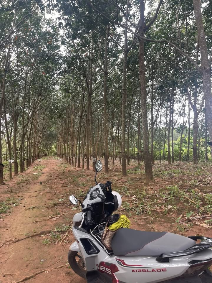 Đất Farm 6.000m² tại Ea Khal, Đắk Lắk giá 700 triệu - Đường ô tô tới nơi!