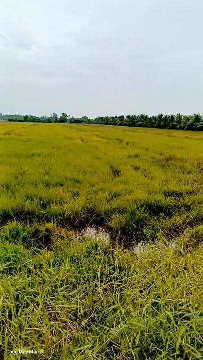 Đất ruộng 7,8 công An Bình Tây, Ba Tri - Giá chỉ 275 triệu/công!