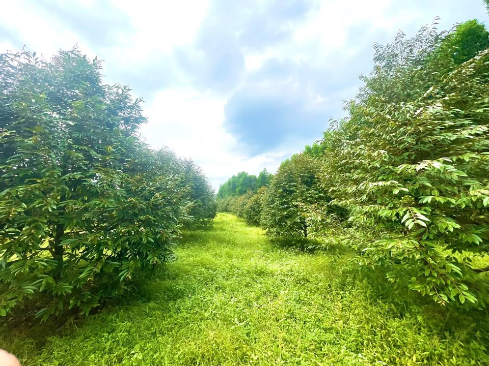 Vườn sầu riêng Dầu Giây 2200m² giá 2.1 tỷ - Đầu tư sinh lời ngay!