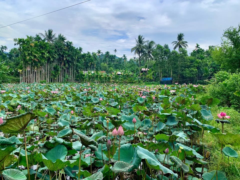 Đất vườn Bình Tú, Thăng Bình 1000m² giá chỉ 700 triệu - Sổ hồng chính chủ!