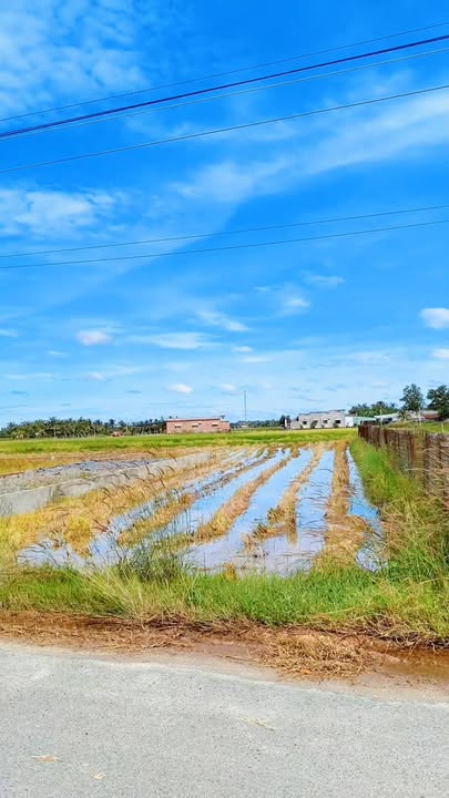 Đất mặt tiền đường nhựa khu phố 3, Bến Cầu, 503m² giá chỉ 50.388 tỷ - Sổ hồng chính chủ!