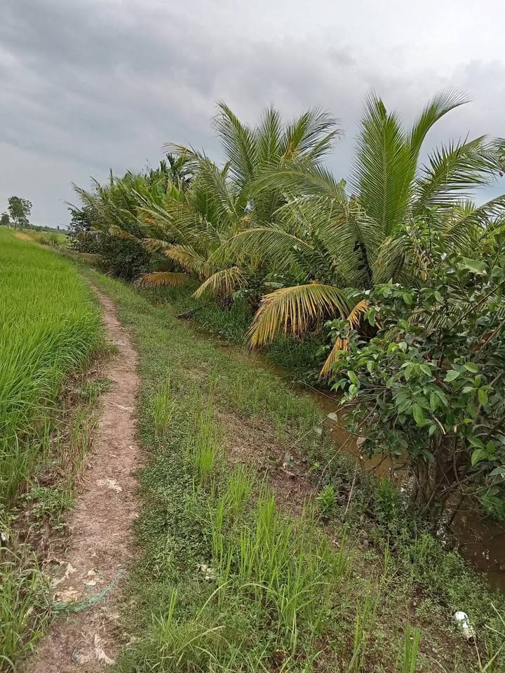 Bán vườn Farm 4200m² tại Ấp An Phú, Thị Trấn Kế Sách - Cơ hội đầu tư hấp dẫn!