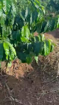 Đất nền Đắk Gằn 1,4 ha giá chỉ 2,2 tỷ - Pháp lý rõ ràng, thương lượng tốt!