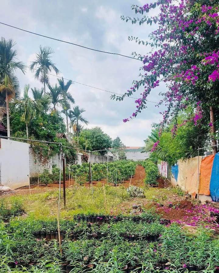 Đất mặt tiền Quốc Lộ 20, thị trấn Liên Nghĩa 280m² giá 5 tỷ - Vị trí kinh doanh lý tưởng!