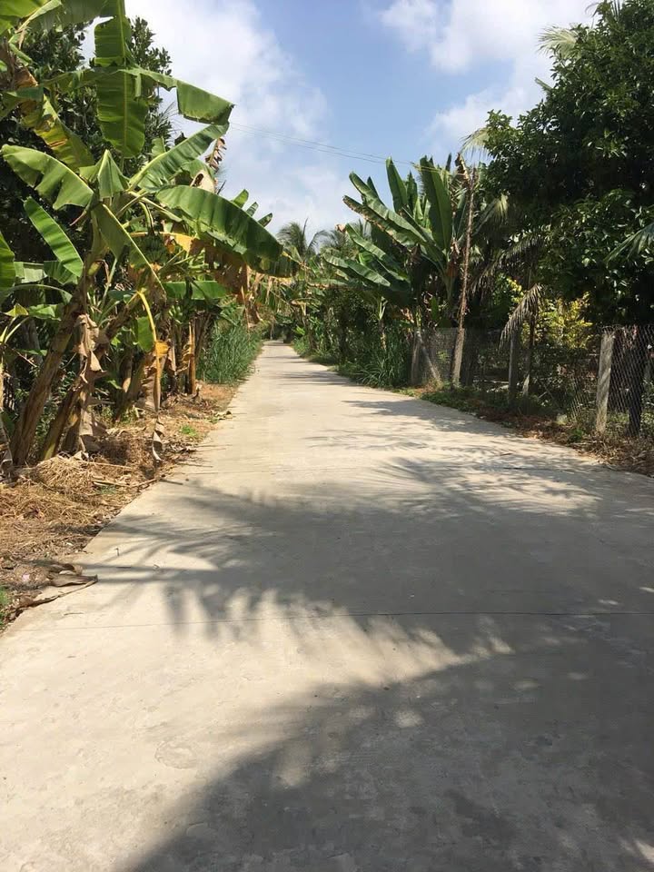 Vườn sầu riêng 6 công Châu Thành, Bến Tre - Giá chỉ 6.8 tỷ, mặt tiền đường xe 7 chỗ!