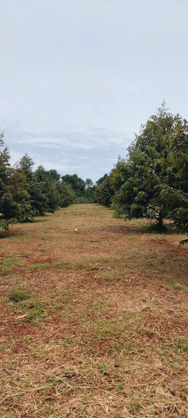 Farm 10ha sầu riêng Krong Buk 24.5 tỷ - Đầu tư sinh lời ngay!