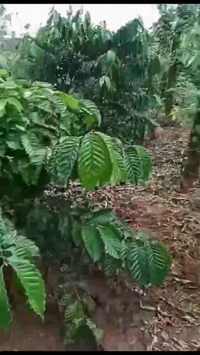 Đất ở xã Ea Tir 1ha giá 1.4 tỷ - Đường ô tô vào tận nơi!