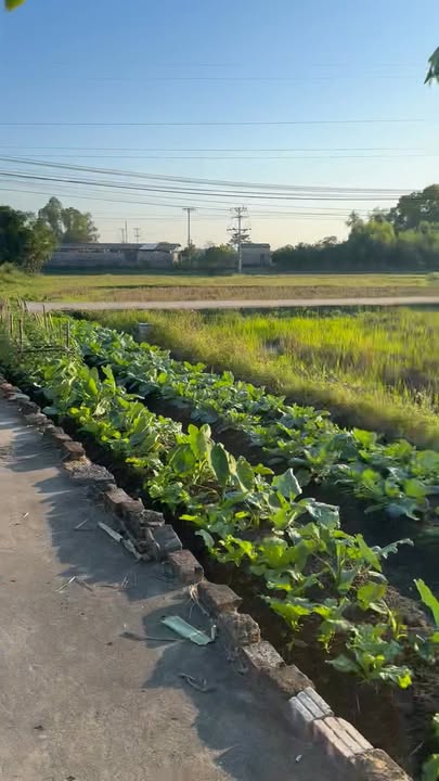 Đất thổ cư Quang Tiến, Tân Yên, Bắc Giang 90m² chỉ 600 triệu - Cơ hội đầu tư sinh lời!