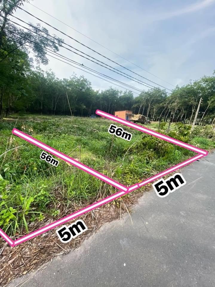 Đất thổ cư 280m² Thị Trấn Dầu Tiếng giá chỉ 390 triệu - Sổ hồng chính chủ!