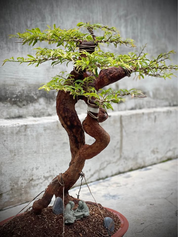 Đất nền Sơn Đình, xã Phan, 185m² giá 5 tỷ - Sổ hồng chính chủ, hỗ trợ ngân hàng!