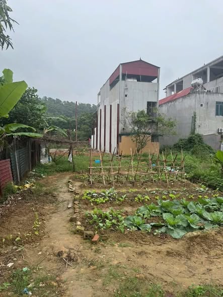 Lô đất vàng Đại Đình, Tam Đảo 136,5m² giá 1 tỷ - Tiềm năng đầu tư lớn!