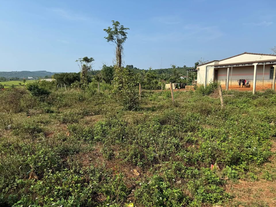 Đất nền Đắk Môl Đắk Song 500m² chỉ 900 triệu - Cơ hội đầu tư hấp dẫn!