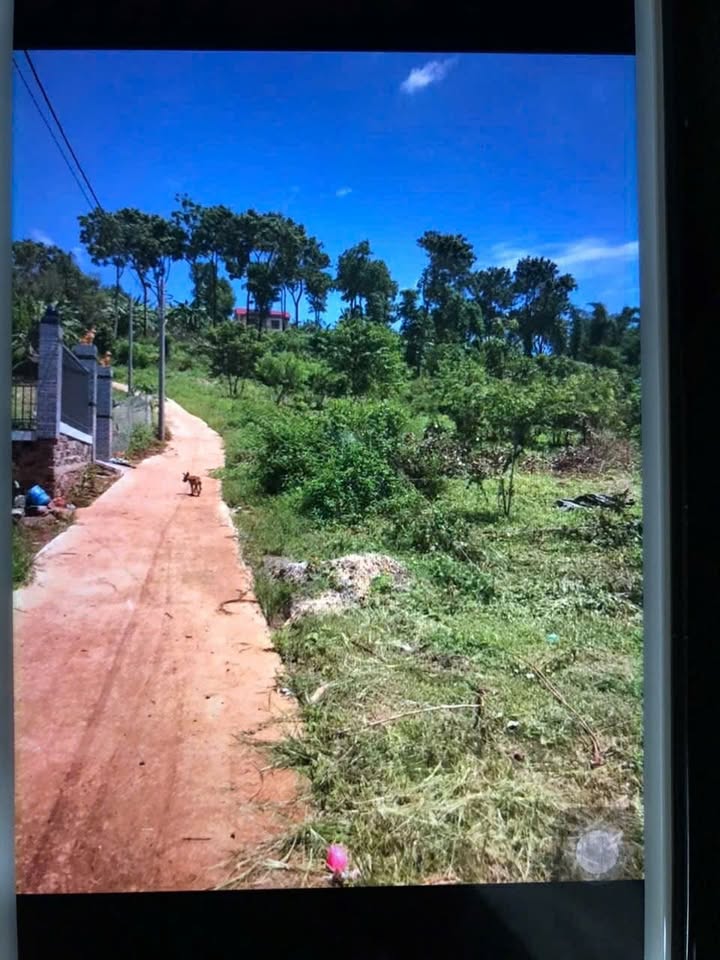 Đất trồng cây lâu năm 3300m² tại Suối Tre, Long Khánh - Giá chỉ 3.3 tỷ!