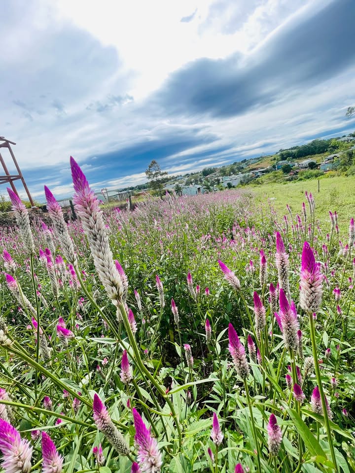 Đất nền mặt tiền Hoàng Sa, Pleiku 120m² giá chỉ 35 tỷ - Cơ hội đầu tư hấp dẫn!