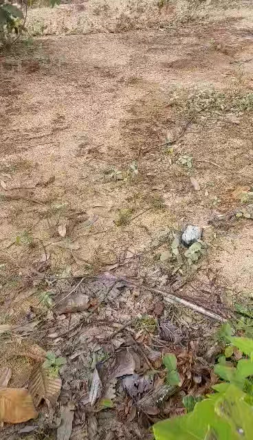 Đất nông nghiệp 1ha tại Ayun, Chư Sê - Thích hợp trồng trọt và chăn nuôi