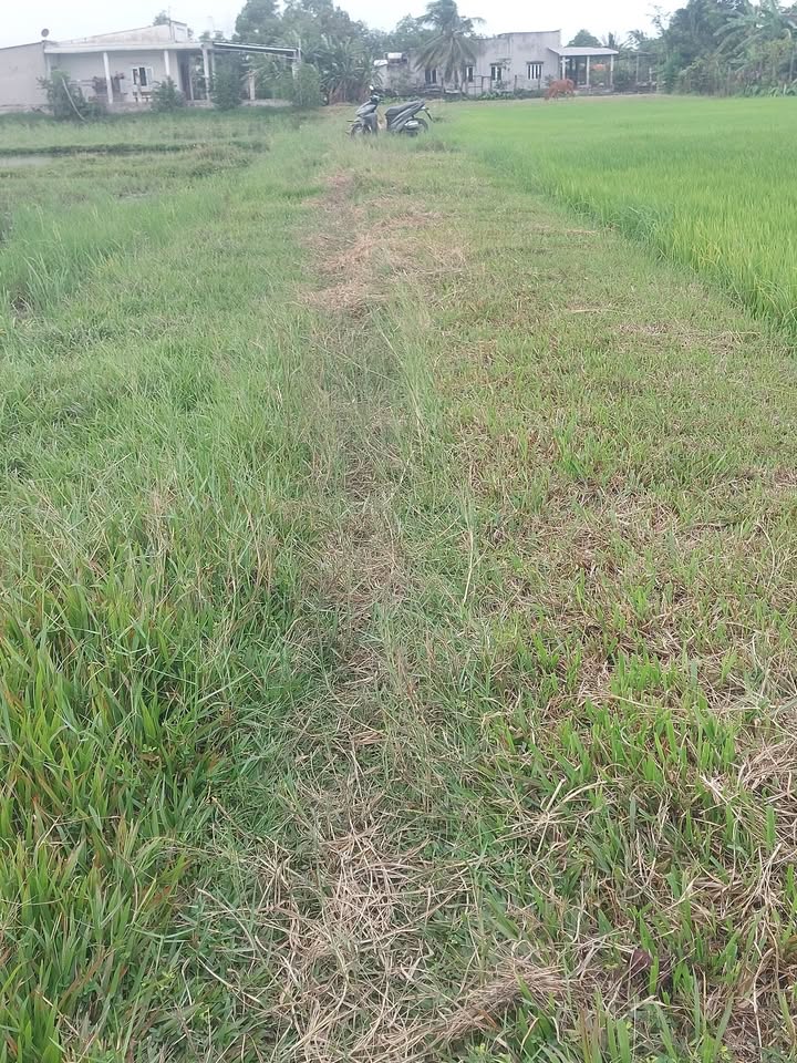 Đất nông nghiệp Tân Mỹ, Đức Hòa 1475m² - Sổ đỏ chính chủ, giá thỏa thuận!