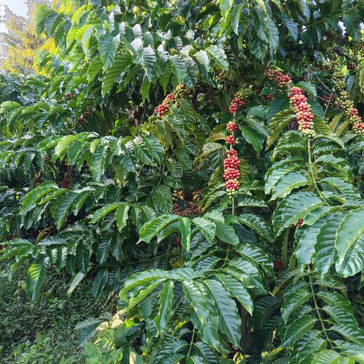 Đất nền thổ cư 500m² tại xã Ea Tân, huyện Krông Năng - Giá chỉ 1 tỷ!