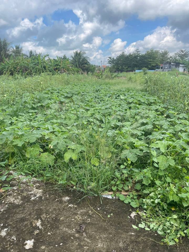 Đất nền Gò Tre Long Thuận Gò Công 179m² giá 410 triệu - Đường ôtô vào tận nơi!