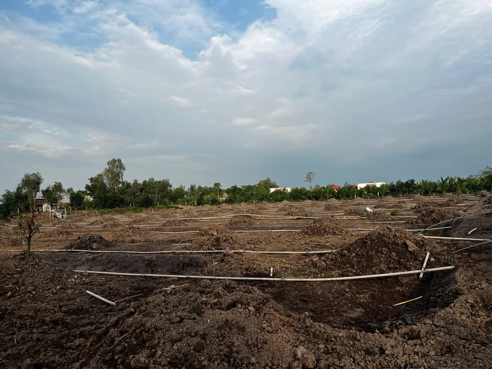 Farm 11.000m² tại xã Phương Thịnh, Đồng Tháp - Mặt tiền rộng bám sông