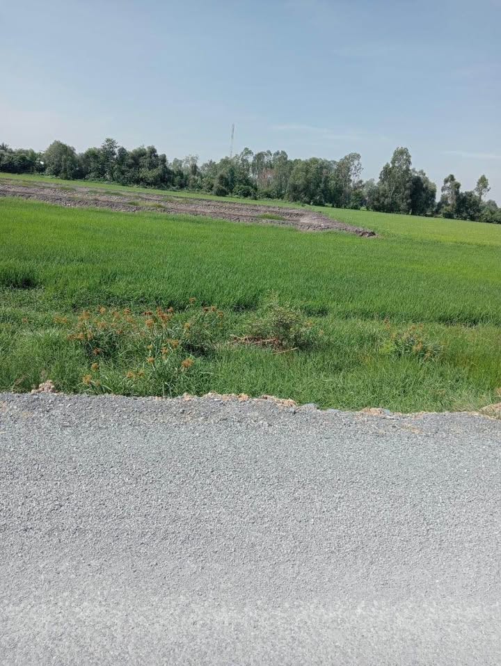 Đất thổ cư đường TL 830, huyện Đức Hòa, 150m² giá 1.55 tỷ - Cơ hội đầu tư tuyệt vời!