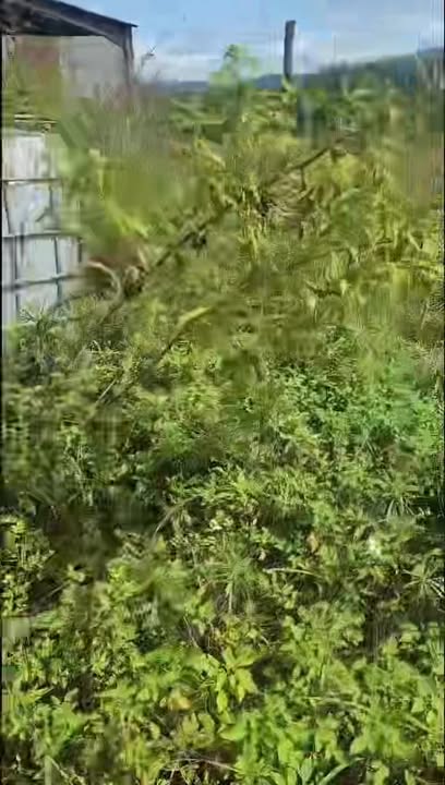 Đất Farm 1,3ha tại xã Đê Ar, Gia Lai giá 700 triệu - Chất đất đỏ sỏi cơm