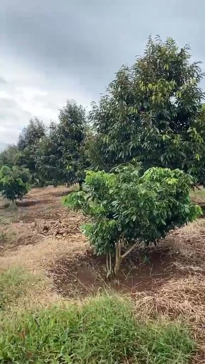 Đất nền 3600m² tại buôn Định, xã Dliê Mnông, giá 4.3 tỷ - Tiềm năng sinh lời cao!