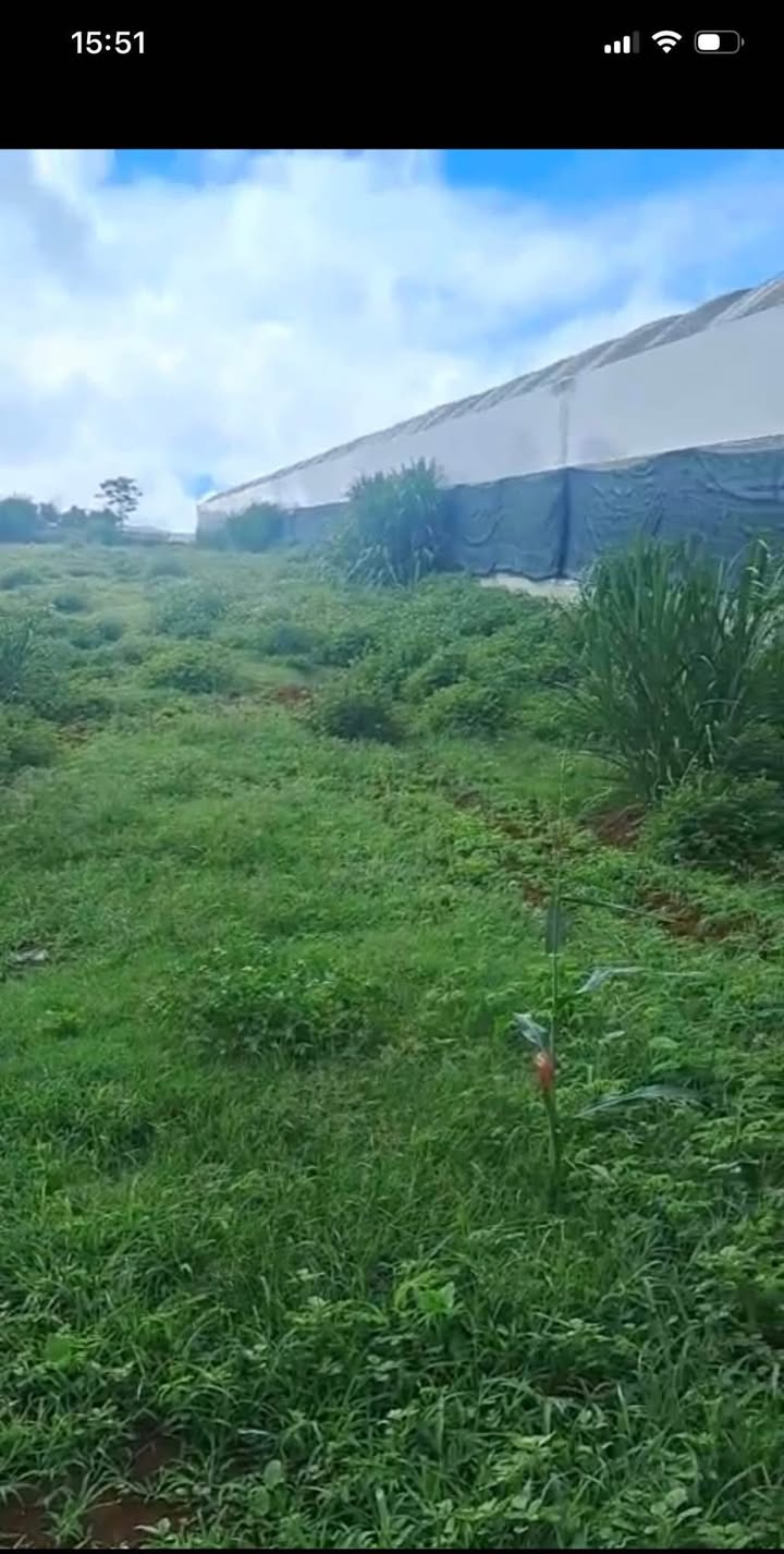 Đất nền 2047m² đường Số 7, xã Quảng Lập, Đơn Dương - Giá chỉ 1.55 tỷ!