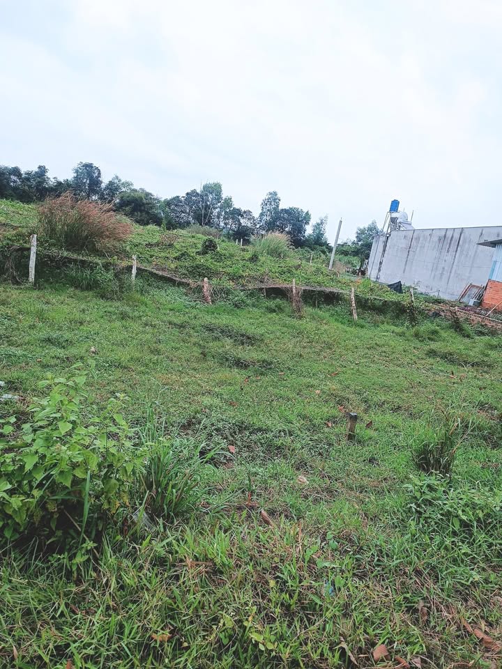 Đất vườn chính chủ Mỹ Hạnh Bắc 250m² giá 1.65 tỷ - Đầu tư sinh lời!