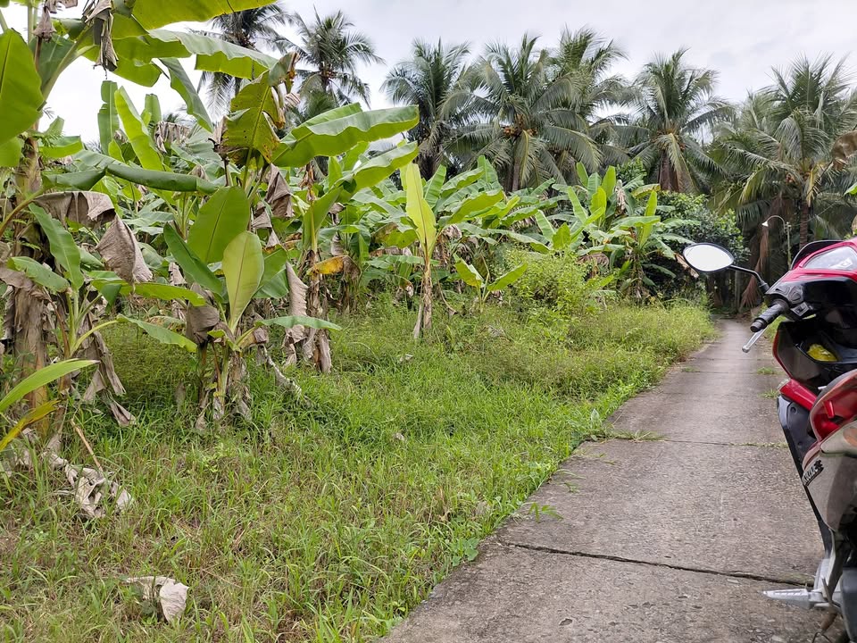 Đất vườn 3497m² xã Bình Trưng, Đồng Tháp - Đầu tư sinh lời tuyệt vời!