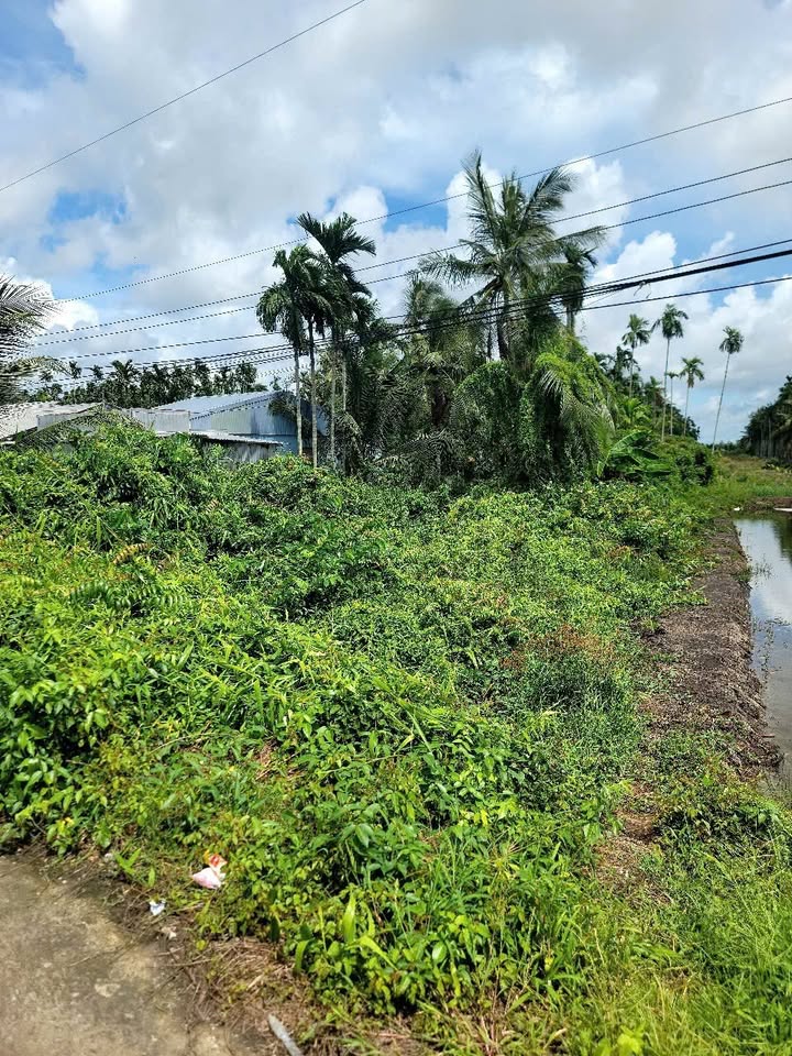 Đất nền Đê Bao An Thới 600,2m² giá chỉ vài trăm triệu - Cơ hội đầu tư tuyệt vời!