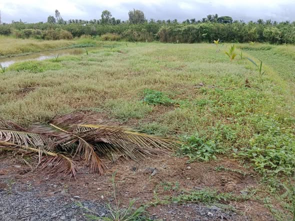 Đất nền Hiếu Thành, Vũng Liêm 1000m² giá 320 triệu - Đất cao ráo, sổ đỏ chính chủ!