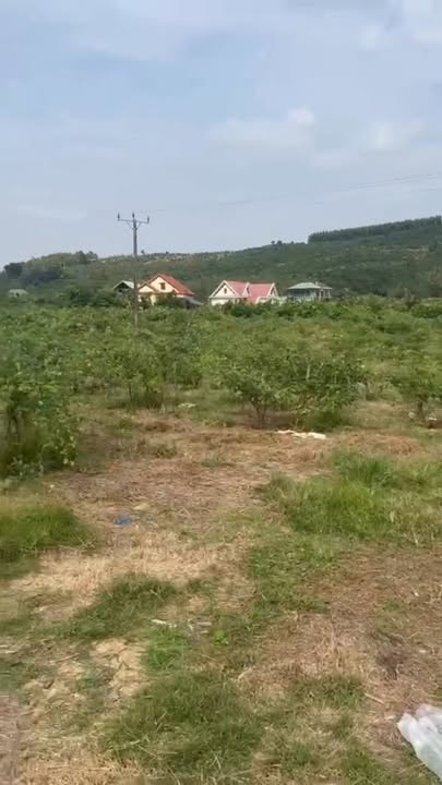 Đất Farm Tân Mộc Lục Ngạn 6000m² giá 1.6 tỷ - Cơ hội đầu tư hấp dẫn!