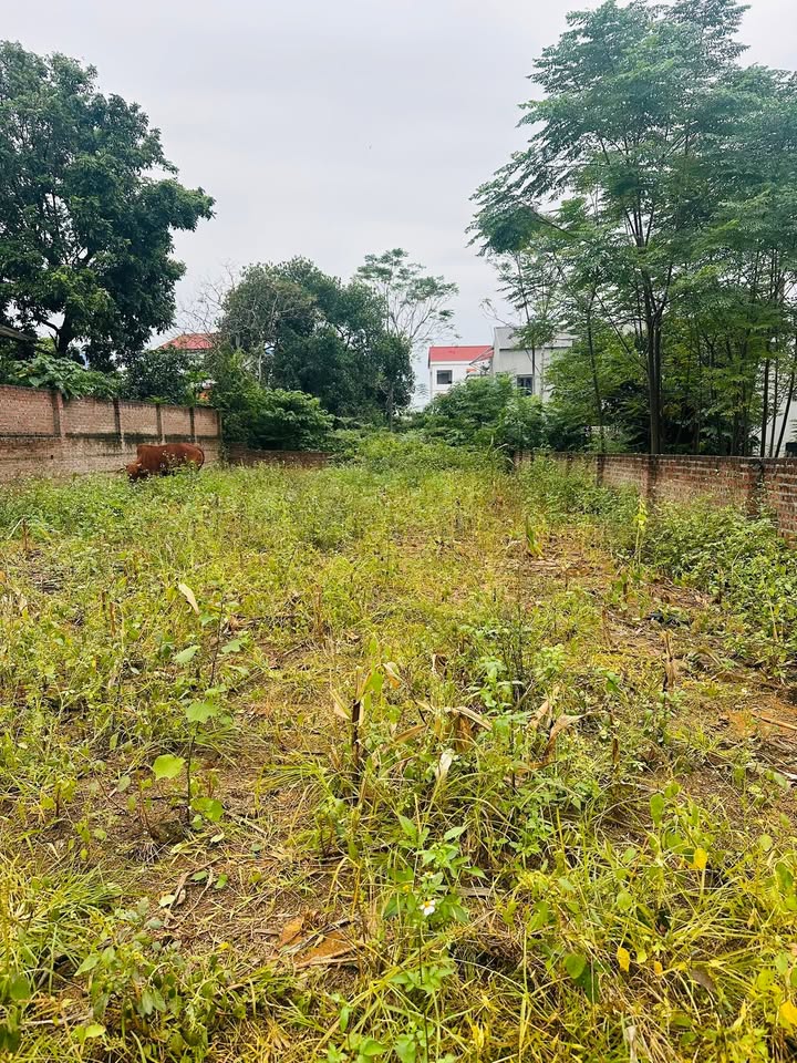 Đất nền thổ cư 205m² tại Thôn 3, Phú Cát - Cơ hội đầu tư tuyệt vời!