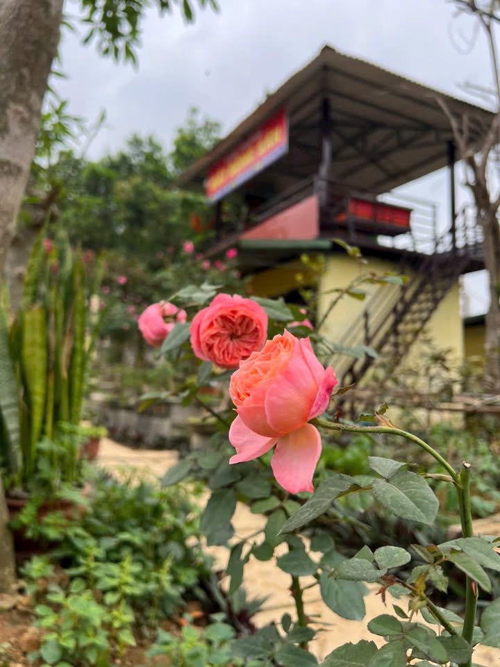 Đất vườn Đoài Phương 200m² giá chỉ 2 tỷ - Không gian xanh lý tưởng!