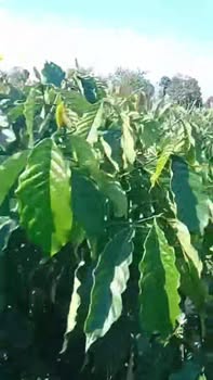 Farm Rẫy Cà Phê Eakar 3600m² - Giá chỉ 2 tỷ, vị trí thuận lợi!