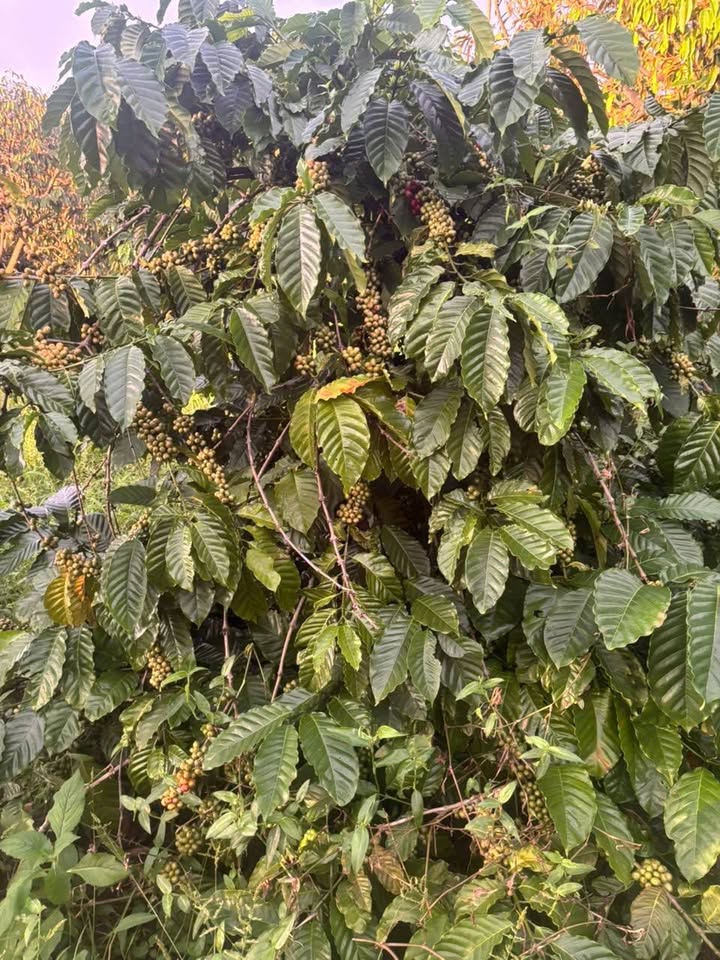 Farm 2ha tại Ea Ral, Đắk Lắk - Giá 3.1 tỷ, Kinh doanh cà phê và sầu riêng