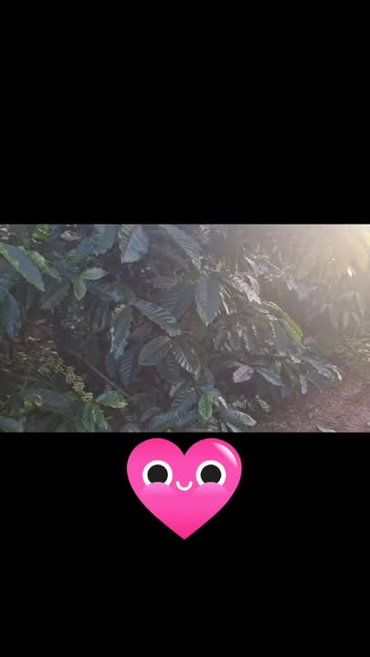 Đất nền 5.000m² tại xã Trang, huyện Đăk Đoa - Cơ hội đầu tư hấp dẫn!