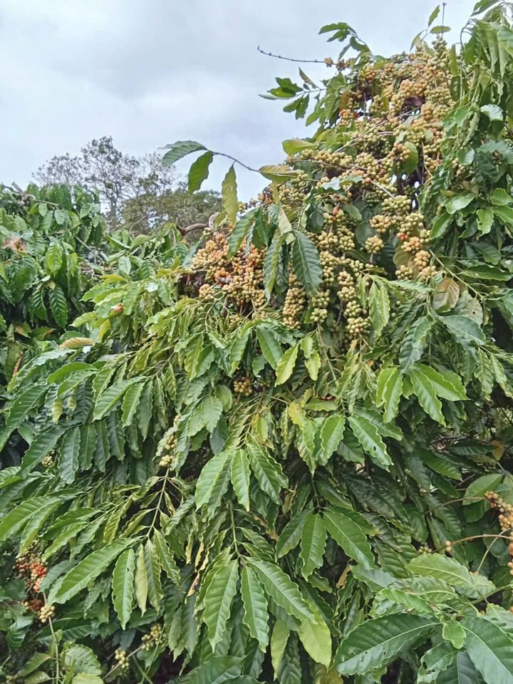 Đất kinh doanh thôn 2 xã Ea Ral 2.2ha giá 3.7 tỷ - Tiềm năng phát triển cao!