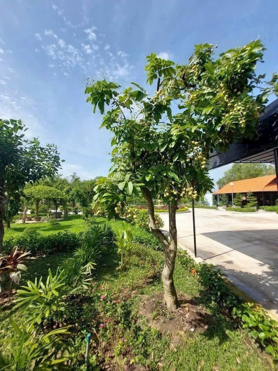 Bán đất có nhà vườn tại Hậu Nghĩa 4.300m² giá 12.5 tỷ - Đầu tư tuyệt vời!